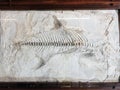 Skeleton fossil of prehistoric fish in museum