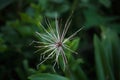 SKELETON REMNANT ON AN AGAPANTHUS FLOWER HEAD