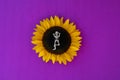 Skeleton in Repose on Sunflower With Purple Background