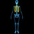 Skeleton with ribs Royalty Free Stock Photo