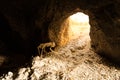 Skeleton scrambles to safety of a mine entrance crawling on rocks