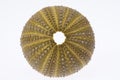 Skeleton of sea shell green echinoidea isolated on white background Royalty Free Stock Photo