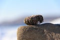 The skeleton of a sea urchin lying on a stone on the seashore Royalty Free Stock Photo