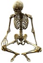 Skeleton seated Royalty Free Stock Photo