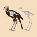 Skeleton secretary bird vector illustration Royalty Free Stock Photo