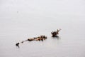 Skeleton ship in the sea