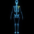 Skeleton with shoulder blade Royalty Free Stock Photo