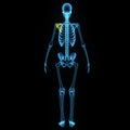 Skeleton with shoulder blade Royalty Free Stock Photo