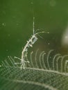 Skeleton shrimp, Pseudoprotella phasma. Loch Linnhe, Diving, Scottish West Coast
