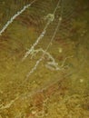 Skeleton shrimp, Pseudoprotella phasma. Loch Linnhe, Diving, Scottish West Coast