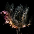 Skeleton shrimp, Pseudoprotella phasma. och Creran, Diving, Scotland