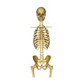 Skeleton:Skull,Ribs,Backbone and Hip bone Royalty Free Stock Photo