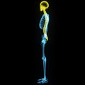 Skeleton with skull and vertebral column side view Royalty Free Stock Photo