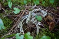 Skeleton of small mammal on mossy forest floor