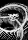 Skeleton of snake Royalty Free Stock Photo