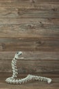 Skeleton snake with copy room Royalty Free Stock Photo