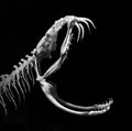 A skeleton of a snake Royalty Free Stock Photo