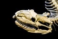 Skeleton of snake Royalty Free Stock Photo