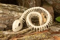 Skeleton Snake in wood pile. Concept of scary creatures for Halloween