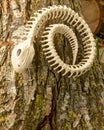 Skeleton Snake in wood pile. Concept of scary creatures for Halloween Royalty Free Stock Photo