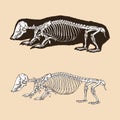 Skeleton southern marsupia mole vector illustration