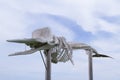 Skeleton of a Sperm Whale - ecological memorial on Fuerteventura