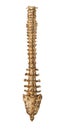 Skeleton Spine Back