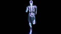 skeleton system of running man, bone Anatomy while run, human physical and sport, joggers, running man, Royalty Free Stock Photo