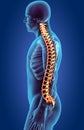 Skeleton system - X-ray human spine. Royalty Free Stock Photo