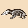 Skeleton tailless tenrec vector illustration Royalty Free Stock Photo