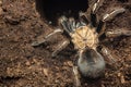 Skeleton tarantula Royalty Free Stock Photo