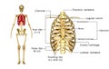 Skeleton of thorax Royalty Free Stock Photo