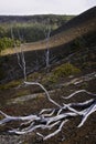 Skeleton Trees, Lava Field, Hawaii Royalty Free Stock Photo