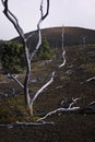 Skeleton Trees, Lava Field, Hawaii Royalty Free Stock Photo