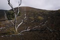 Skeleton Trees, Lava Field, Hawaii Royalty Free Stock Photo