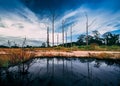 Skeleton trees with water reflection in a field