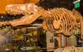 Skeleton of tyrannosaurus rex on display