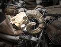 Skeleton of the upper jaw, forehead and horns of a ram as a decoration on the handlebars of a rusty motorcycle