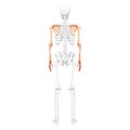 Skeleton upper limb Arms with Shoulder girdle Human back view with partly transparent bones position. Hands realistic