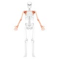 Skeleton upper limb Arms with Shoulder girdle Human front view with two arm poses with transparent bones position