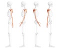 Skeleton upper limb Arms with Shoulder girdle Human side view with partly transparent bones position. Set of hands Royalty Free Stock Photo