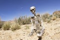 Skeleton Water Desert Royalty Free Stock Photo