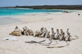 The whale skeleton on Gardner Bay, Isla EspaÃÂ±ola, in the Galapagos Islands