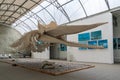 The skeleton of the whale. Museum of the World Ocean in Kaliningrad. Russia.