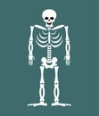 Skeleton on white background. Skull and Bones. Dead