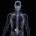 Skeleton X-Ray - Butterflies in your stomach Royalty Free Stock Photo