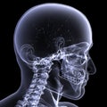 Skeleton X-Ray - Webs Royalty Free Stock Photo