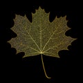 Skeletonized gold leaf
