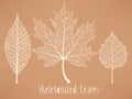 Skeletonized leaves collection Royalty Free Stock Photo