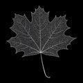 Skeletonized silver leaf